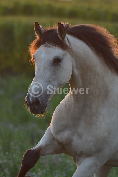 Sabine Stuewer Tierfoto -  ID113317 Stichwörter zum Bild: Hochformat, Bewegung, Barockpferde, Portrait, Sommer, Gegenlicht, Abendstimmung, einzeln, Falbe, Wallach, Lusitano, Pferde