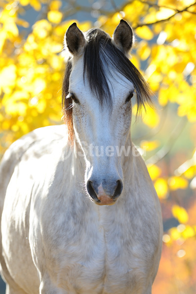 Sabine Stuewer Tierfoto -  ID173883 Stichwörter zum Bild: Hochformat, Portrait, Herbst, Gegenlicht, einzeln, Schimmel, Wallach, Paso Iberoamericano, Pferde