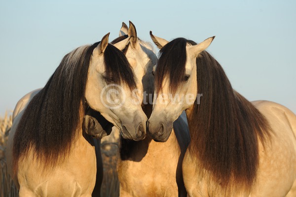 Sabine Stuewer Tierfoto -  ID198830 Stichwörter zum Bild: Schweiz, Querformat, Gangpferde, Freundschaft, Portrait, Sommer, Himmel, schmusen, beschnuppern, Gruppe, Falbe, Wallach, Stute, Paso Fino, Pferde