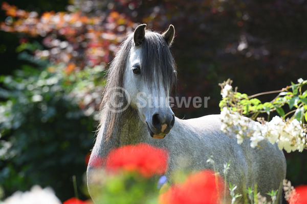 Sabine Stuewer Tierfoto -  ID226100 Stichwörter zum Bild: Querformat, Pony, Portrait, Sommer, Gegenlicht, Blumen, einzeln, Schimmel, Stute, Welsh A, Pferde