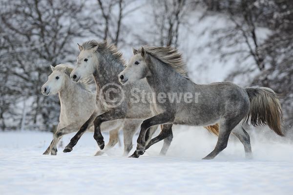 Sabine Stuewer Tierfoto -  ID262574 Stichwörter zum Bild: Querformat, Pony, Bewegung, Winter, Schnee, Galopp, Gruppe, Schimmel, Apfelschimmel, Jungstute, Connemara, Pferde