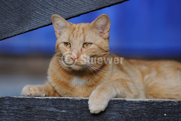 Sabine Stuewer Tierfoto -  ID263540 Stichwörter zum Bild: Querformat, liegen, Sommer, rot, einzeln, Kater, Europäisch Kurzhaar, Katzen