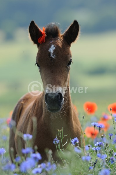 Sabine Stuewer Tierfoto -  ID270194 Stichwörter zum Bild: Hochformat, Gegenlicht, Frühjahr, Blumen, einzeln, Fohlen, Deutsches Reitpony, Pferde