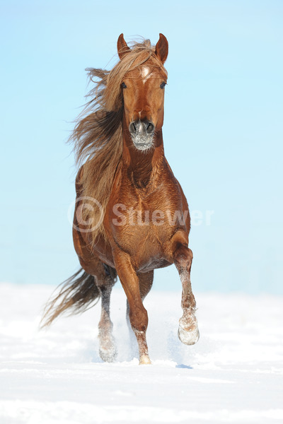 Sabine Stuewer Tierfoto -  ID280019 Stichwörter zum Bild: lange Mähne, Hochformat, Gangpferde, Bewegung, Winter, Schnee, Himmel, Trab, einzeln, Fuchs, Hengst, Paso Peruano, Pferde