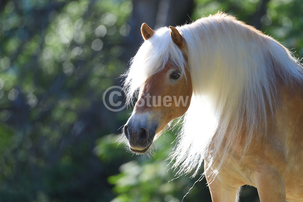 Sabine Stuewer Tierfoto -  ID347961 Stichwörter zum Bild: lange Mähne, Querformat, Portrait, Sommer, Gegenlicht, einzeln, Stute, Haflinger, Pferde