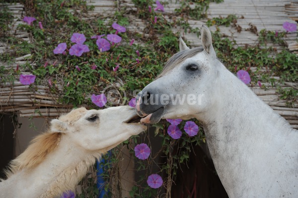 Sabine Stuewer Tierfoto -  ID386456 Stichwörter zum Bild: Tunesien, Querformat, Pferde und andere Tiere, Humor, Freundschaft, Portrait, Sommer, Blumen, Paar, Hengst, Berber, Pferde