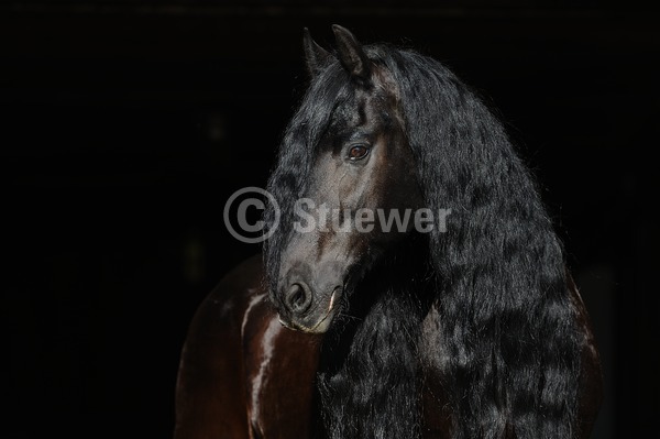 Sabine Stuewer Tierfoto -  ID401710 Stichwörter zum Bild: lange Mähne, Querformat, Barockpferde, Portrait, dunkler Hintergrund, einzeln, Rappe, Hengst, Friese, Pferde