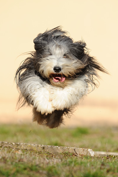 Sabine Stuewer Tierfoto -  ID407984 Stichwörter zum Bild: springen, rennen, Mauer, einzeln, Hündin, Bearded Collie, Hunde, Hochformat