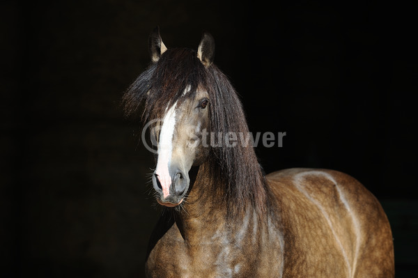 Sabine Stuewer Tierfoto -  ID448992 Stichwörter zum Bild: Querformat, Barockpferde, Portrait, Sommer, dunkler Hintergrund, einzeln, Falbe, Hengst, Lusitano, Pferde