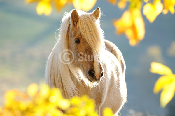 Sabine Stuewer Tierfoto -  ID608218 Stichwörter zum Bild: Querformat, Pony, Portrait, Herbst, Gegenlicht, einzeln, Palomino, Isabelle, Stute, Isländer, Pferde