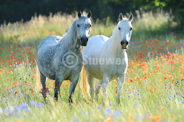 Sabine Stuewer Tierfoto -  ID614613 Stichwörter zum Bild: Querformat, Vollblut, Sommer, Morgenstimmung, Gegenlicht, Blumen, stehen, Paar, Schimmel, Apfelschimmel, Wallach, Stute, Araber, Pferde