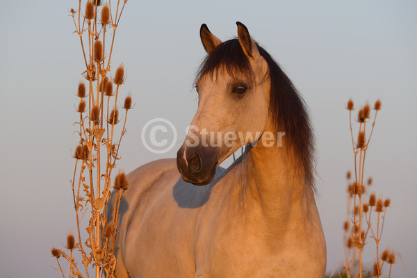 Sabine Stuewer Tierfoto -  ID682097 Stichwörter zum Bild: Querformat, Barockpferde, Portrait, Sommer, Himmel, einzeln, Falbe, Wallach, Lusitano, Pferde