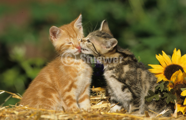 Sabine Stuewer Tierfoto -  ID684977 Stichwörter zum Bild: Querformat, schmusen, putzen, lecken, Sonne, Sommer, Stroh, Blumen, Paar, Welpe, Europäisch Kurzhaar, Katzen