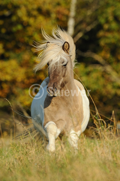 Sabine Stuewer Tierfoto -  ID697701 Stichwörter zum Bild: Hochformat, Gangpferde, Bewegung, Herbst, Galopp, einzeln, Schecke, Wallach, Isländer, Pferde