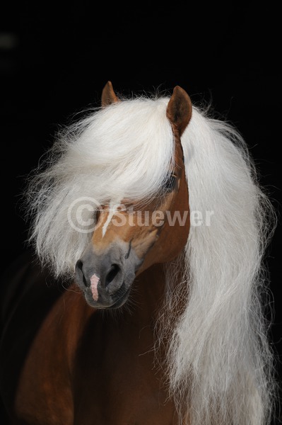 Sabine Stuewer Tierfoto -  ID762117 Stichwörter zum Bild: lange Mähne, Hochformat, Bewegung, Portrait, dunkler Hintergrund, einzeln, Hengst, Haflinger, Pferde