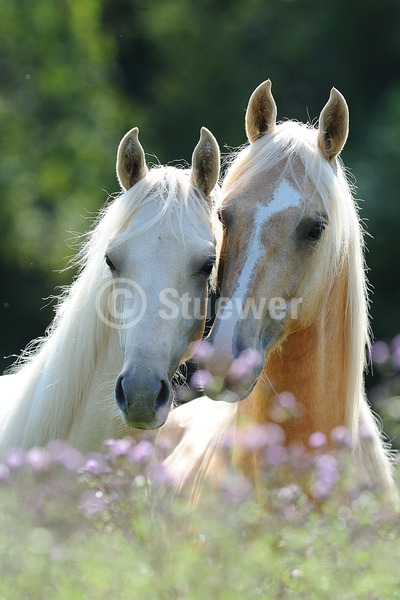 Sabine Stuewer Tierfoto -  ID786545 Stichwörter zum Bild: Hochformat, Gangpferde, Freundschaft, Portrait, Sommer, Gegenlicht, Blumen, beschnuppern, Paar, Palomino, Jährling, Hengst, American Saddlebred, Pferde