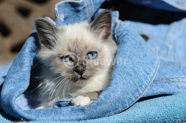 Sabine Stuewer Tierfoto -  ID790337 Stichwörter zum Bild: Querformat, liegen, Jeans, einzeln, Welpe, Birma, Katzen