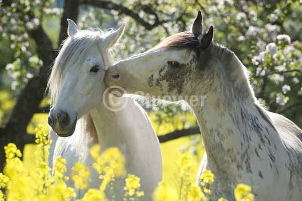 Sabine Stuewer Tierfoto -  ID813217 Stichwörter zum Bild: Criollo, Pferde, Partbred, Wallach, Paar, beschnuppern, schmusen, Blumen, Blüten, Frühjahr, Gegenlicht, Portrait, Freundschaft, Verhalten, Querformat