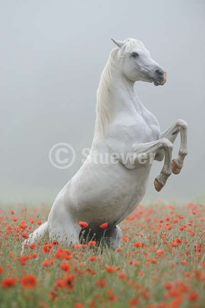 Sabine Stuewer Tierfoto -  ID847375 Stichwörter zum Bild: Hochformat, Vollblut, Bewegung, Sommer, Nebel, Blumen, steigend, einzeln, Schimmel, Stute, Araber, Pferde