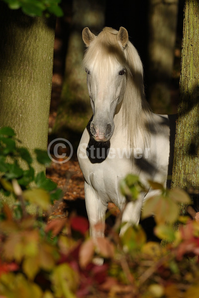 Sabine Stuewer Tierfoto -  ID908982 Stichwörter zum Bild: Hochformat, Barockpferde, Herbst, Abendstimmung, Wald, stehen, einzeln, Schimmel, Wallach, Andalusier, Pferde